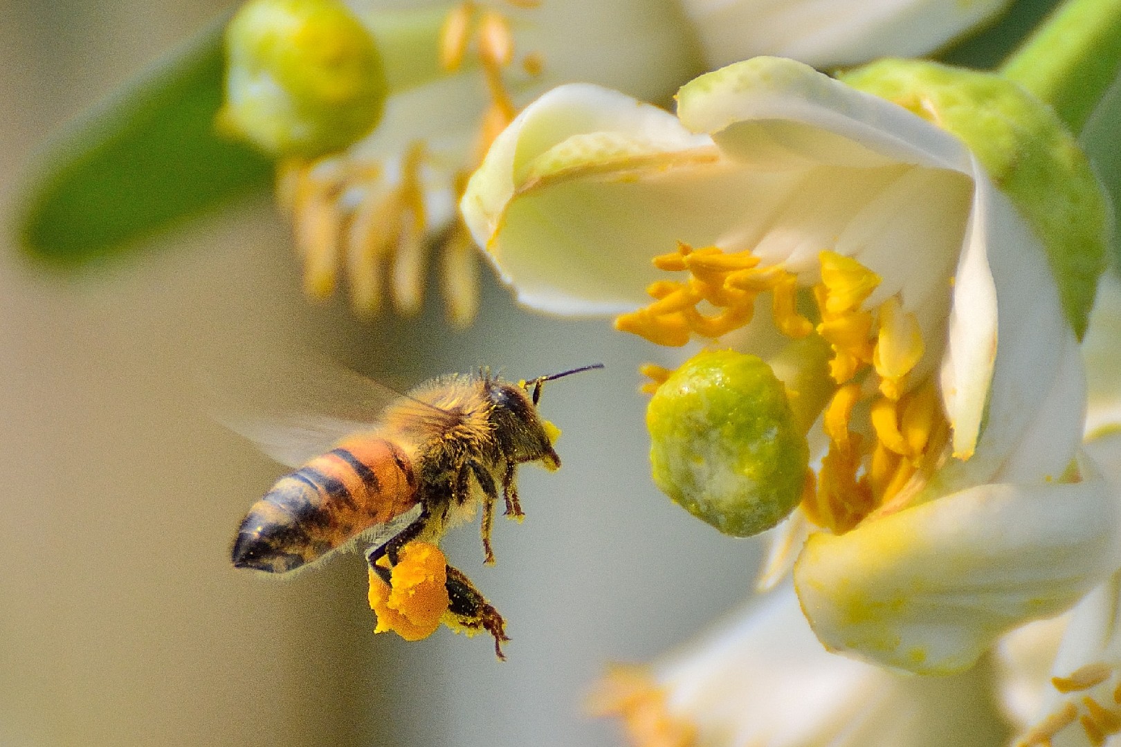 日本蜜蜂と西洋蜜蜂の見分け方 – 蜜蜂 日本 西洋 違い – LHJN