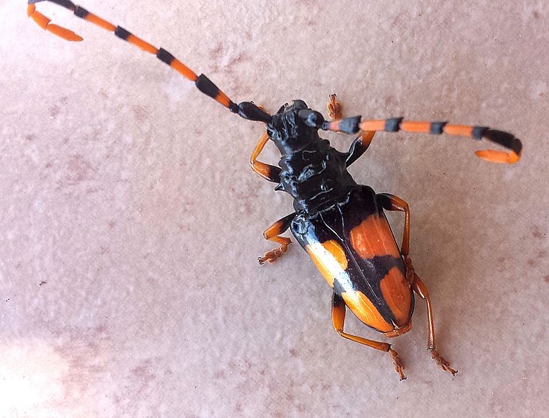 Trachyderes mandibularis (Trachyderes mandibularis) Picture Insect