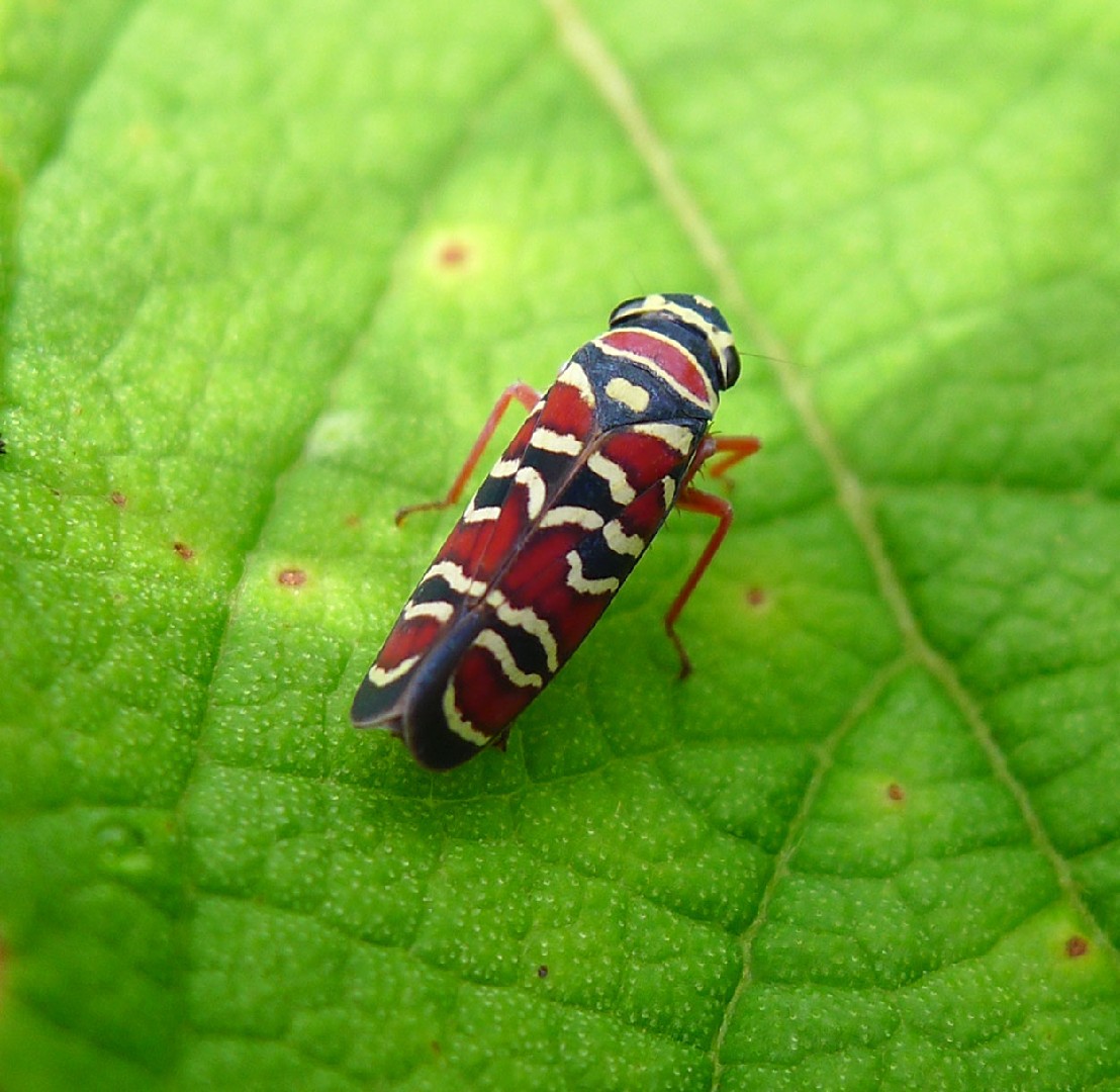 Agrosoma (Agrosoma) - Picture Insect