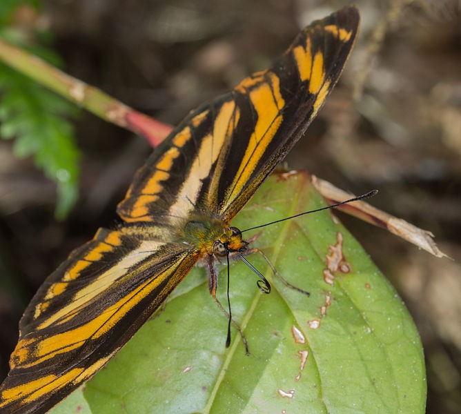 Eresia (Eresia) Picture Insect