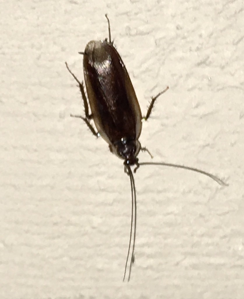 Pennsylvania Wood Cockroach Parcoblatta Pennsylvanica Picture Insect   2DD486CB05214848ABE6A7155B51D1A7 