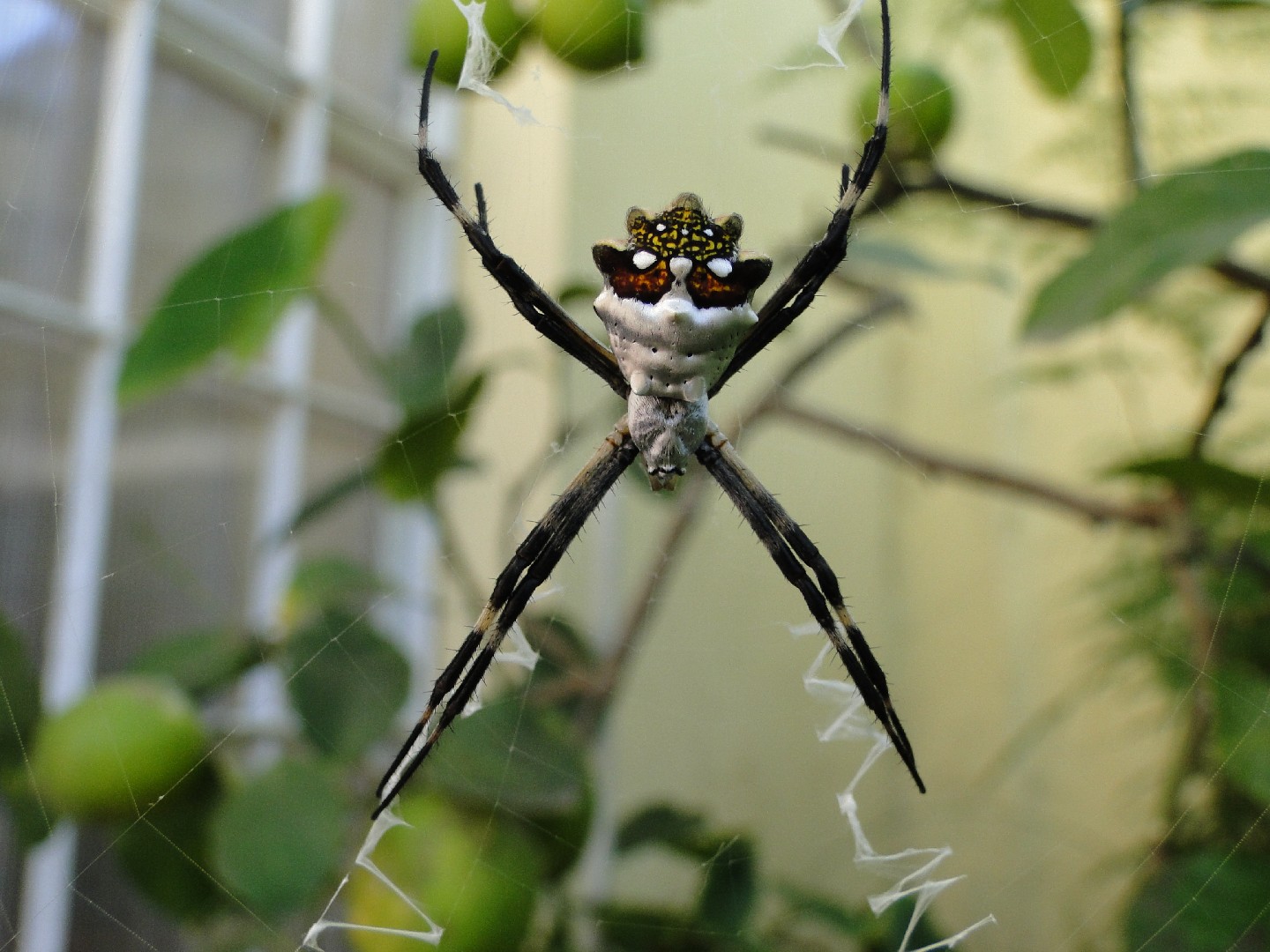 Araña plateada de jardín ¿Cómo identificarlo? - Picture Insect