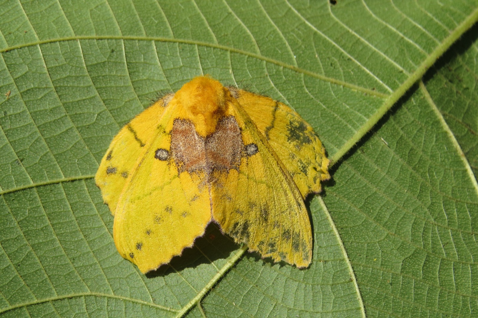 Rosemyrtle lappet moth How to identify it? Picture Insect