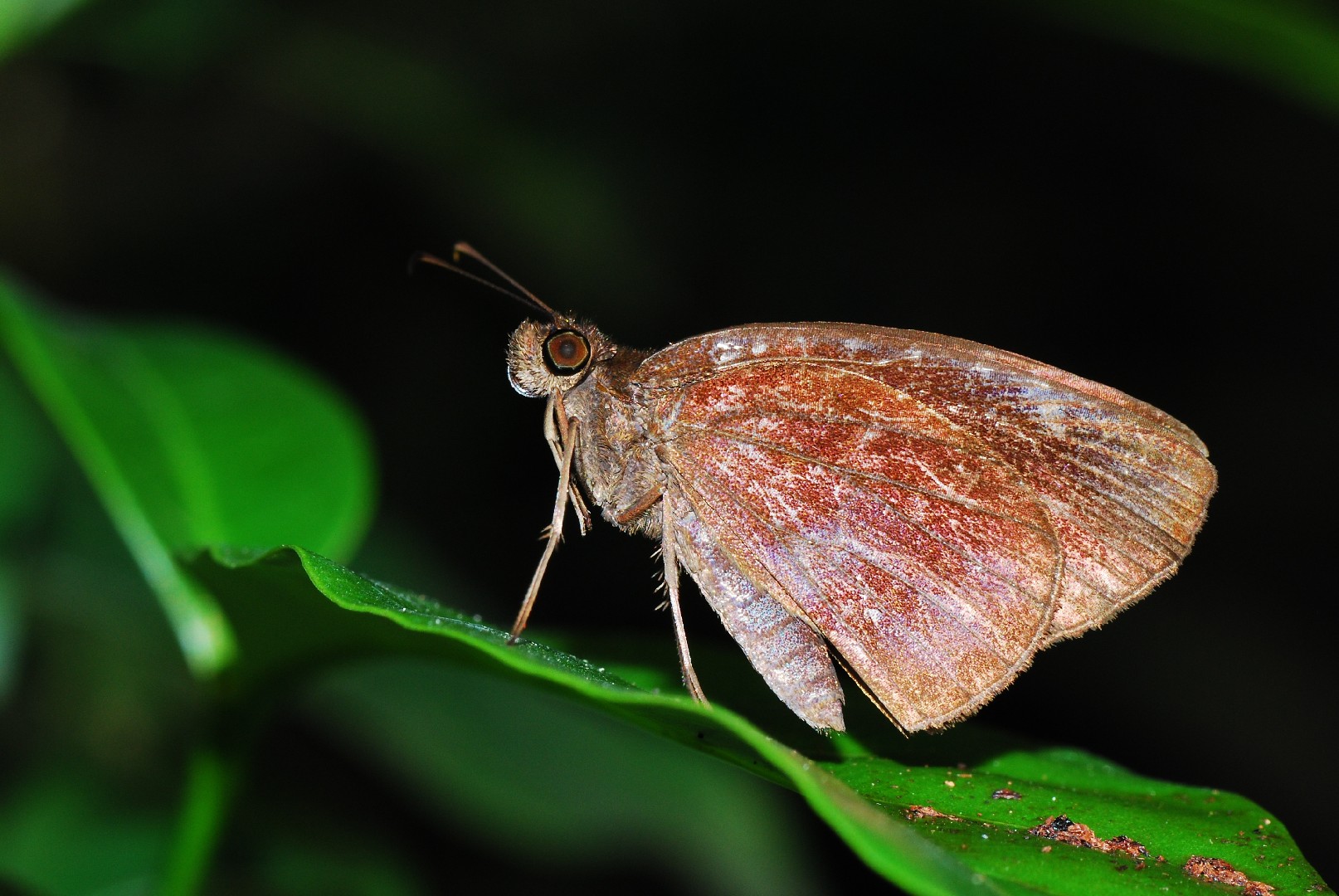 Psolos fuligo (Psolos fuligo) - Picture Insect