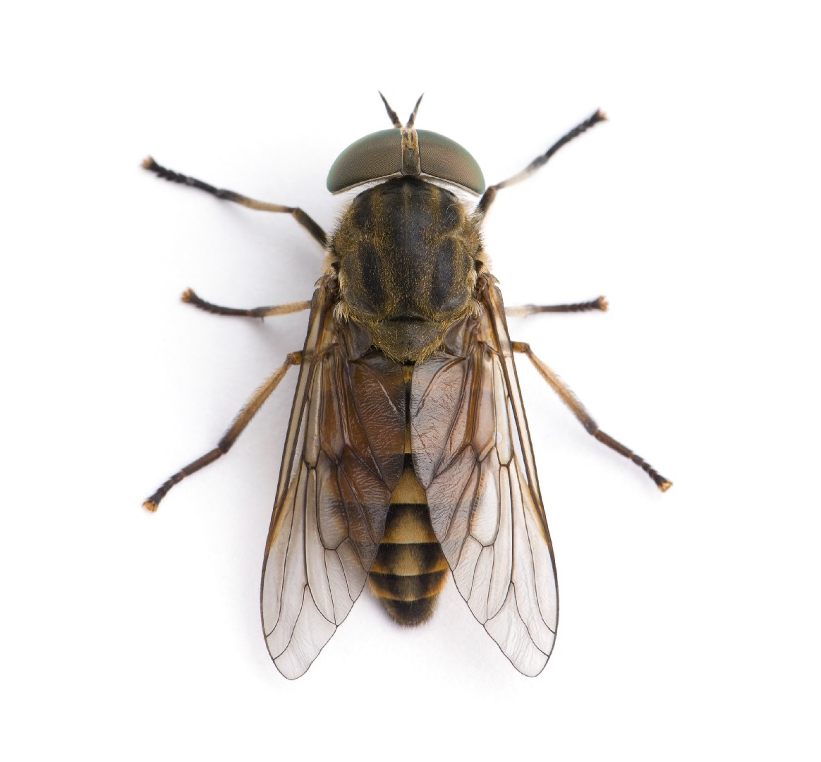 Horse-flies (Tabanidae)