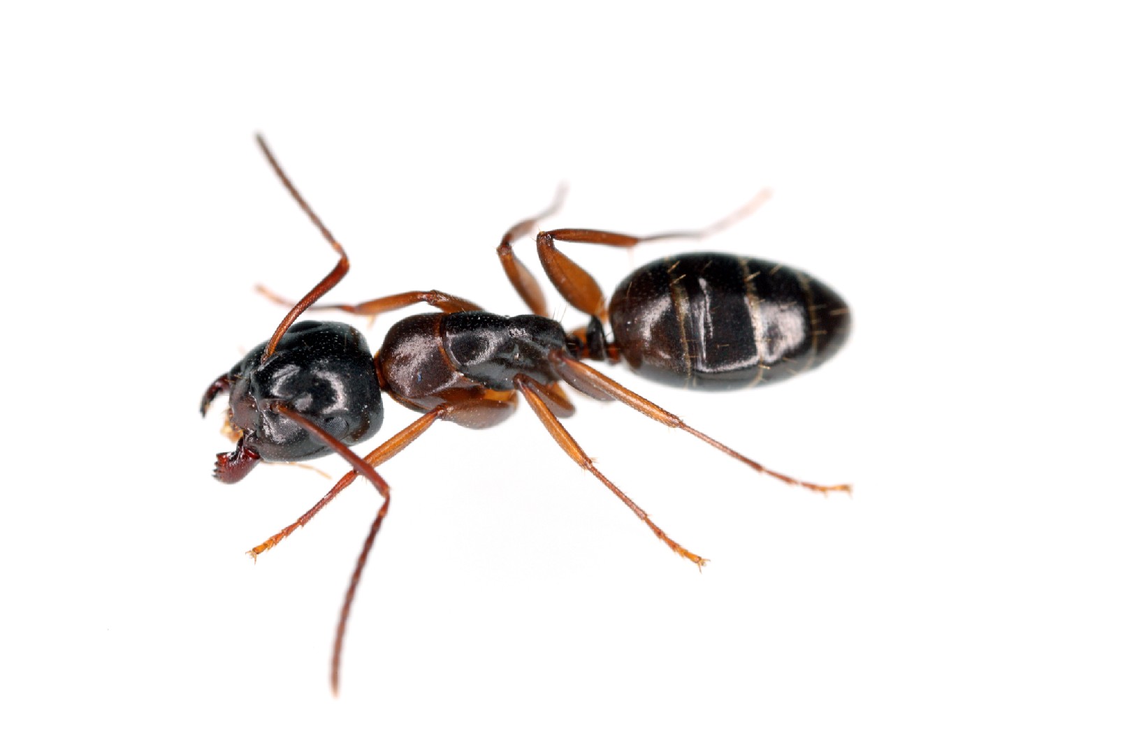 개미과 (Formicidae)