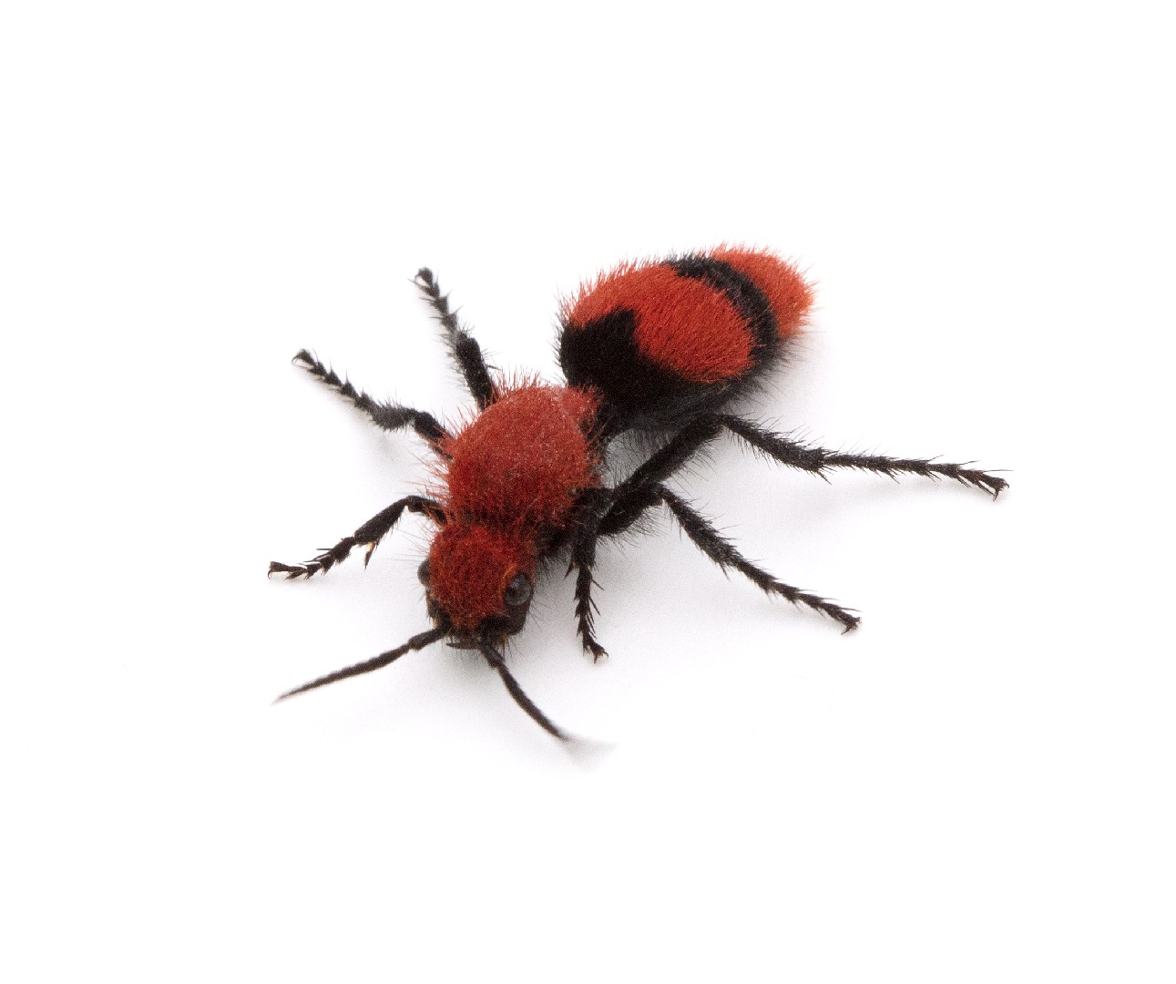 Velvet ants (Mutillidae)