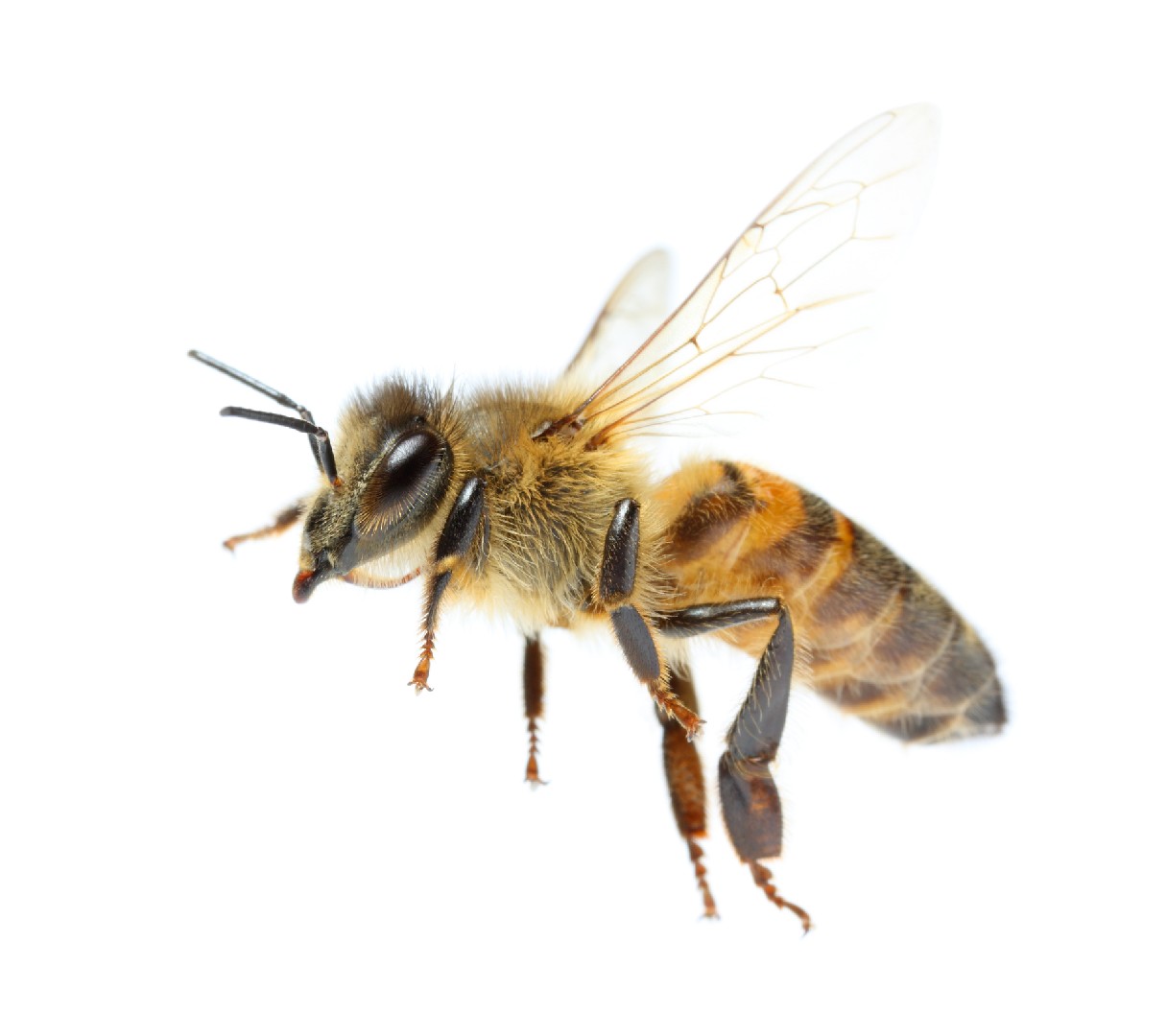 Bijen en hommels (Apidae)