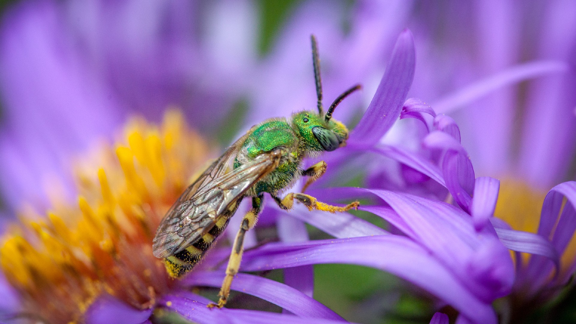 Halictidae (Halictidae)