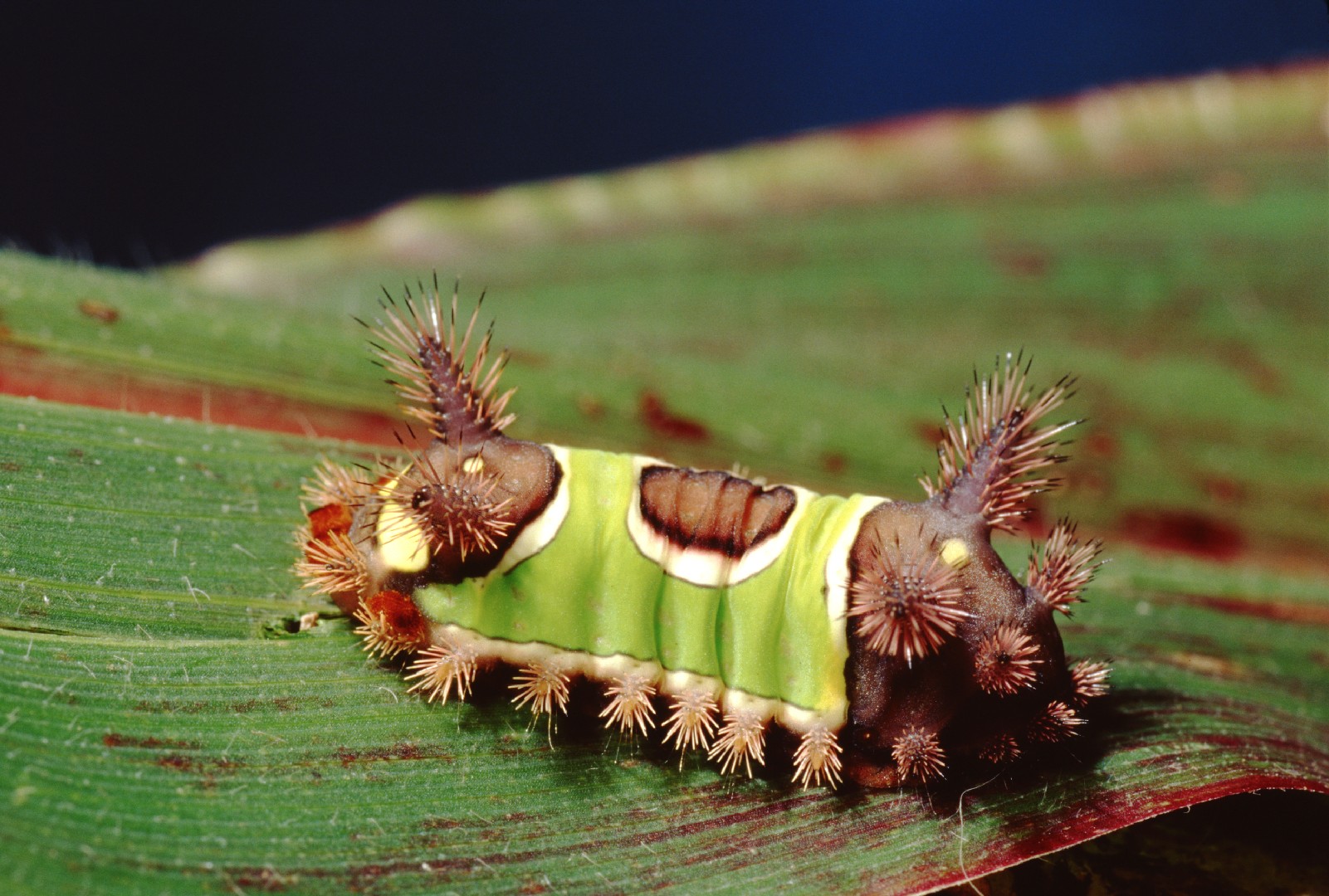 Slug caterpillar moths (Limacodidae)