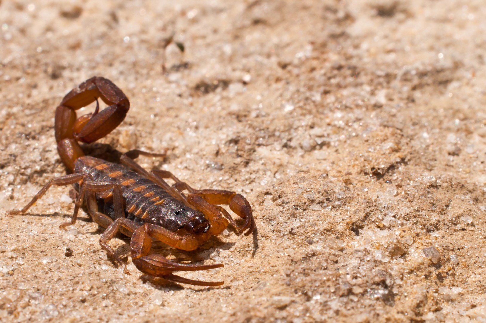 Scorpions (Scorpiones)