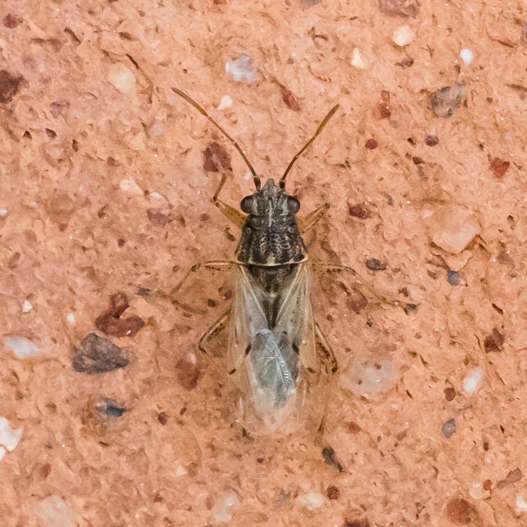 Nysius (Nysius)