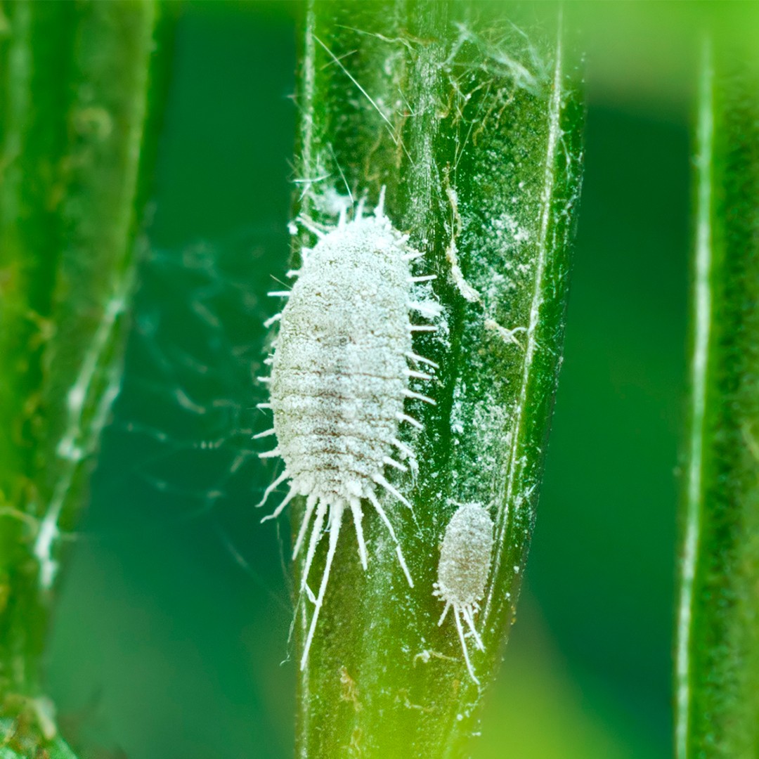 Piojos harinosos (Pseudococcus)