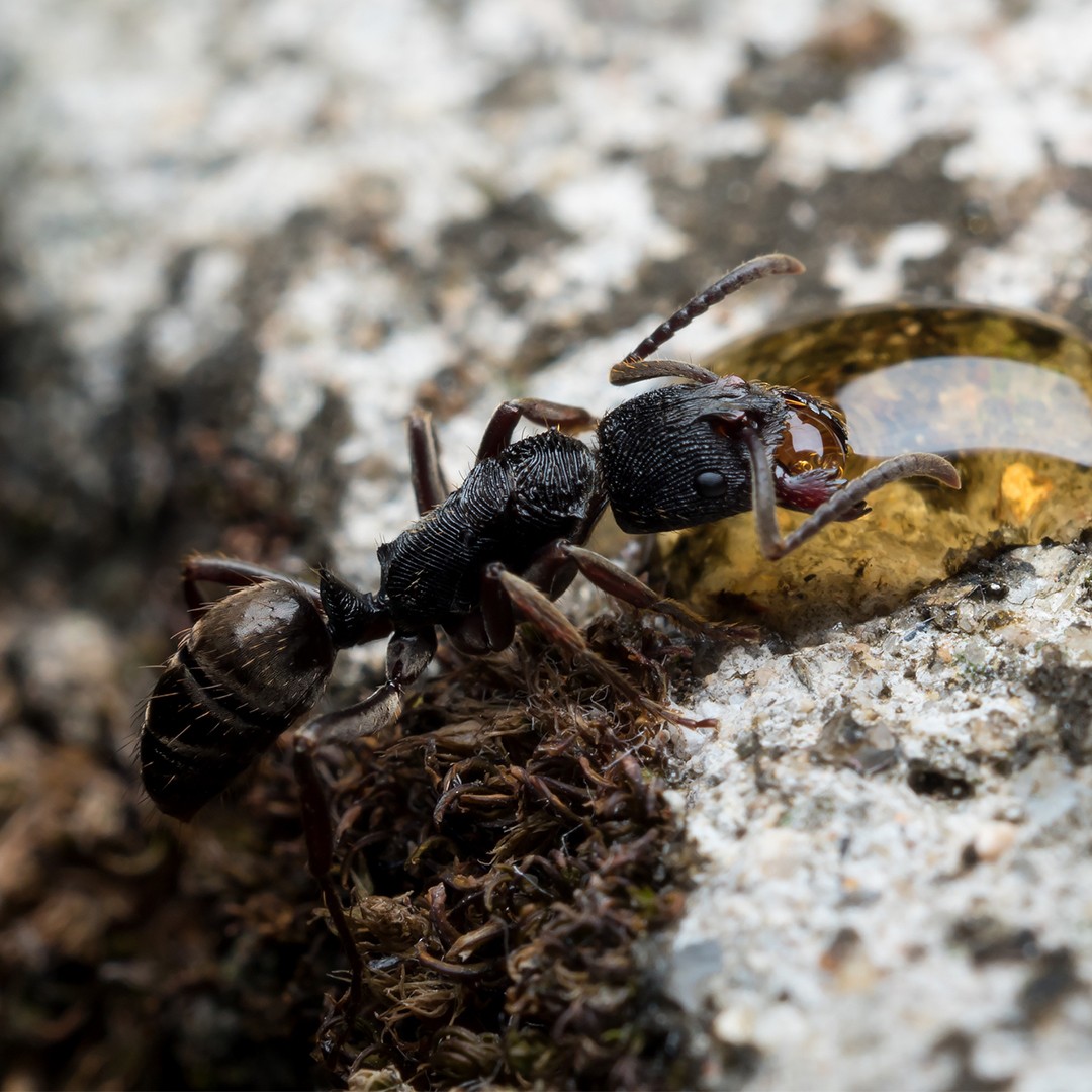 Odontoponera (Odontoponera)