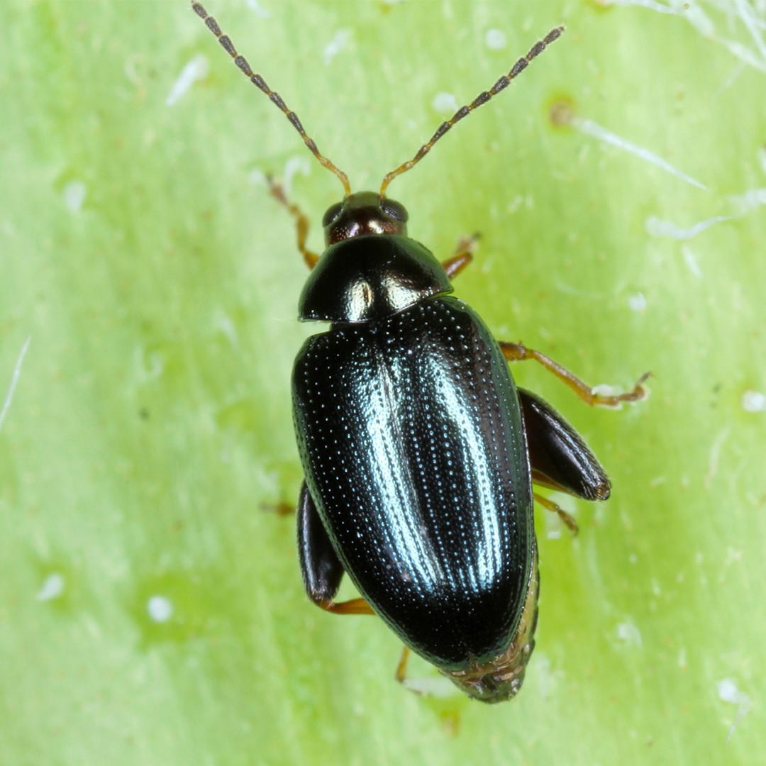 Psylliodes (Psylliodes)