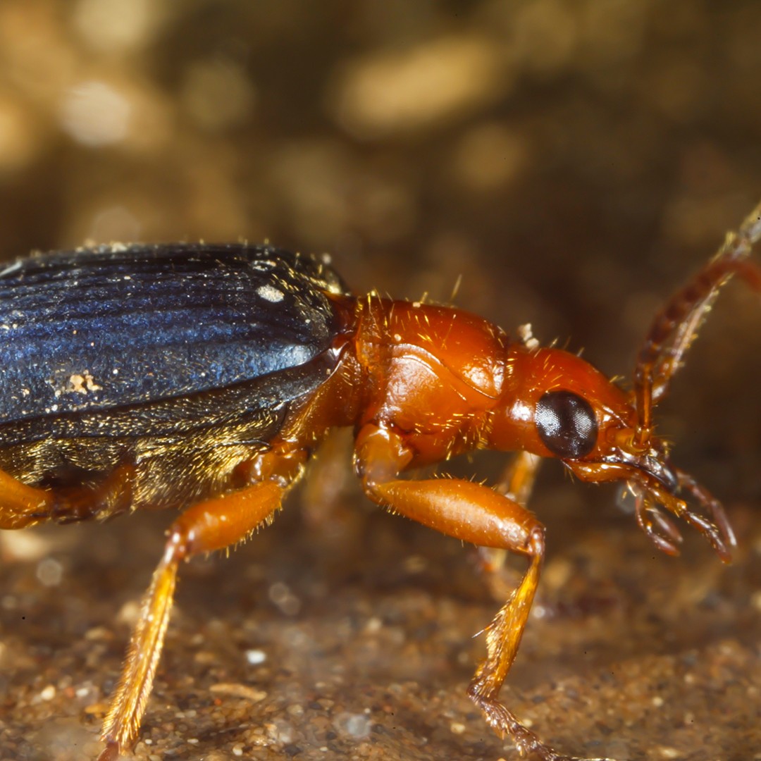 Bombardier beetles (Brachinus)