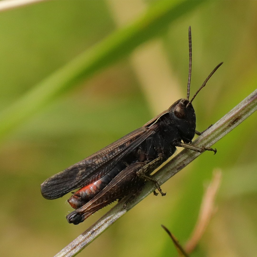 Omocestus (Omocestus)