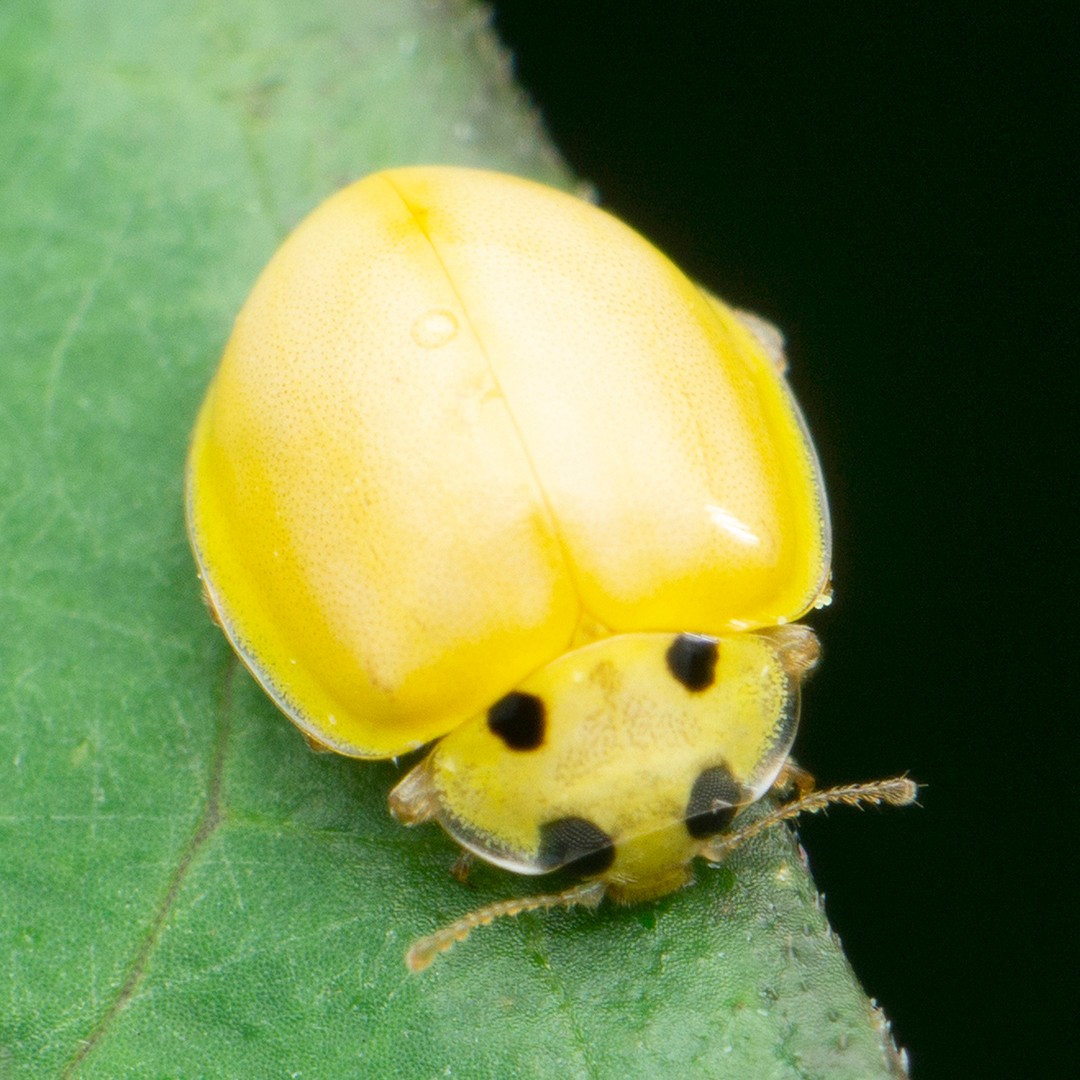 yellow beetle insect