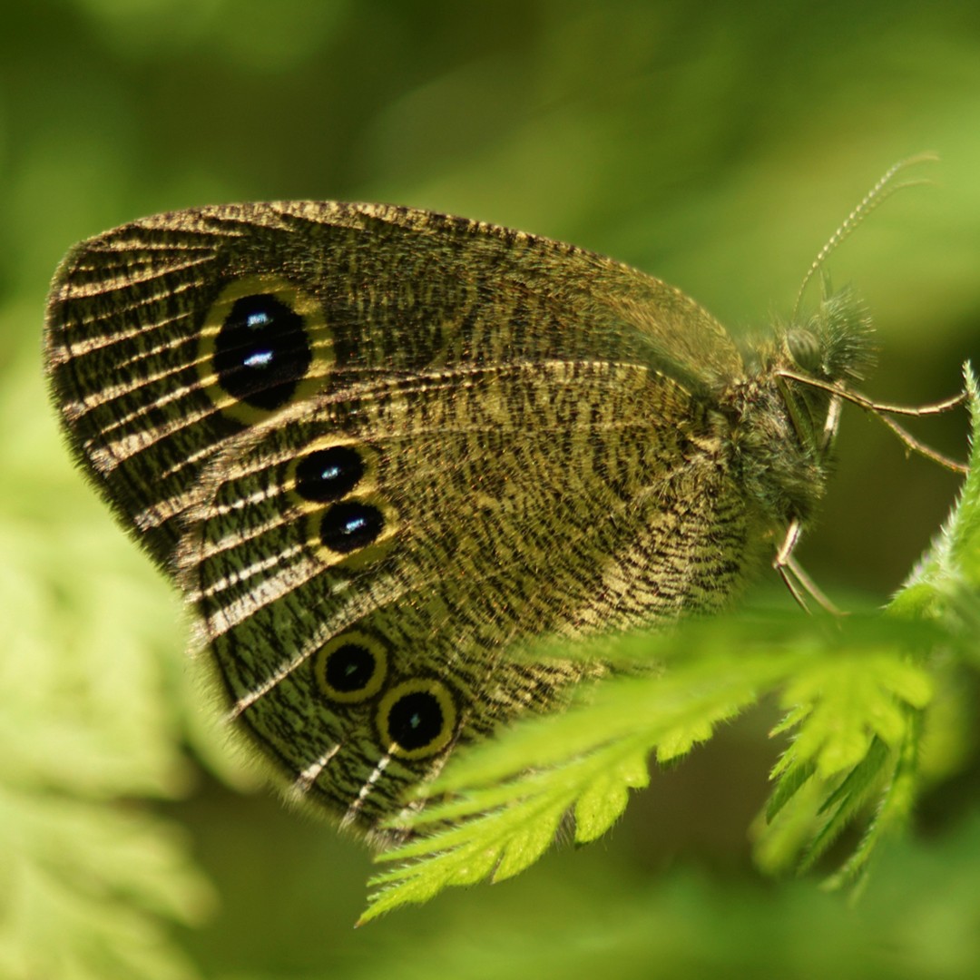 51 Common Four Ring Butterfly Royalty-Free Photos and Stock Images |  Shutterstock