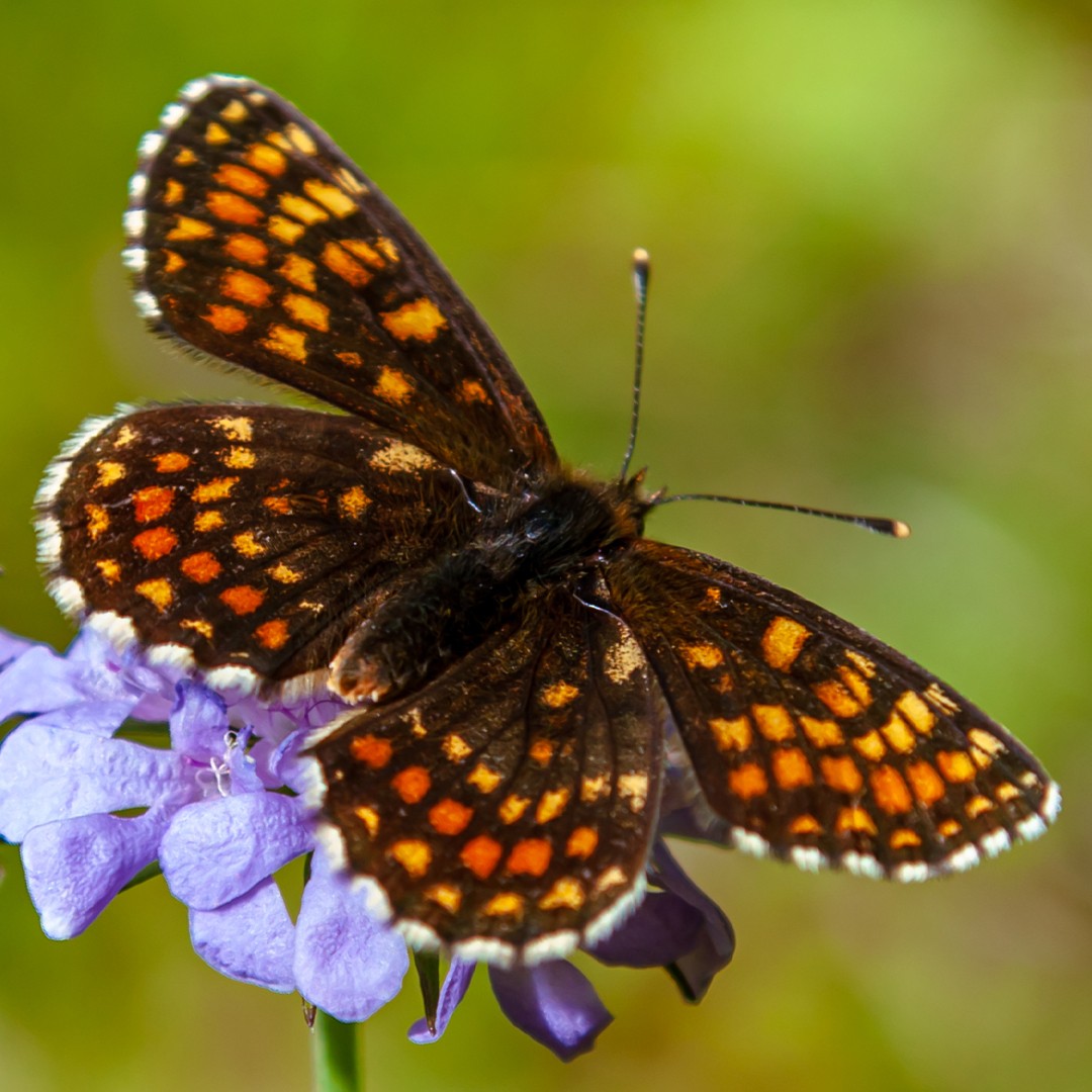 Melitaea (Melitaea)
