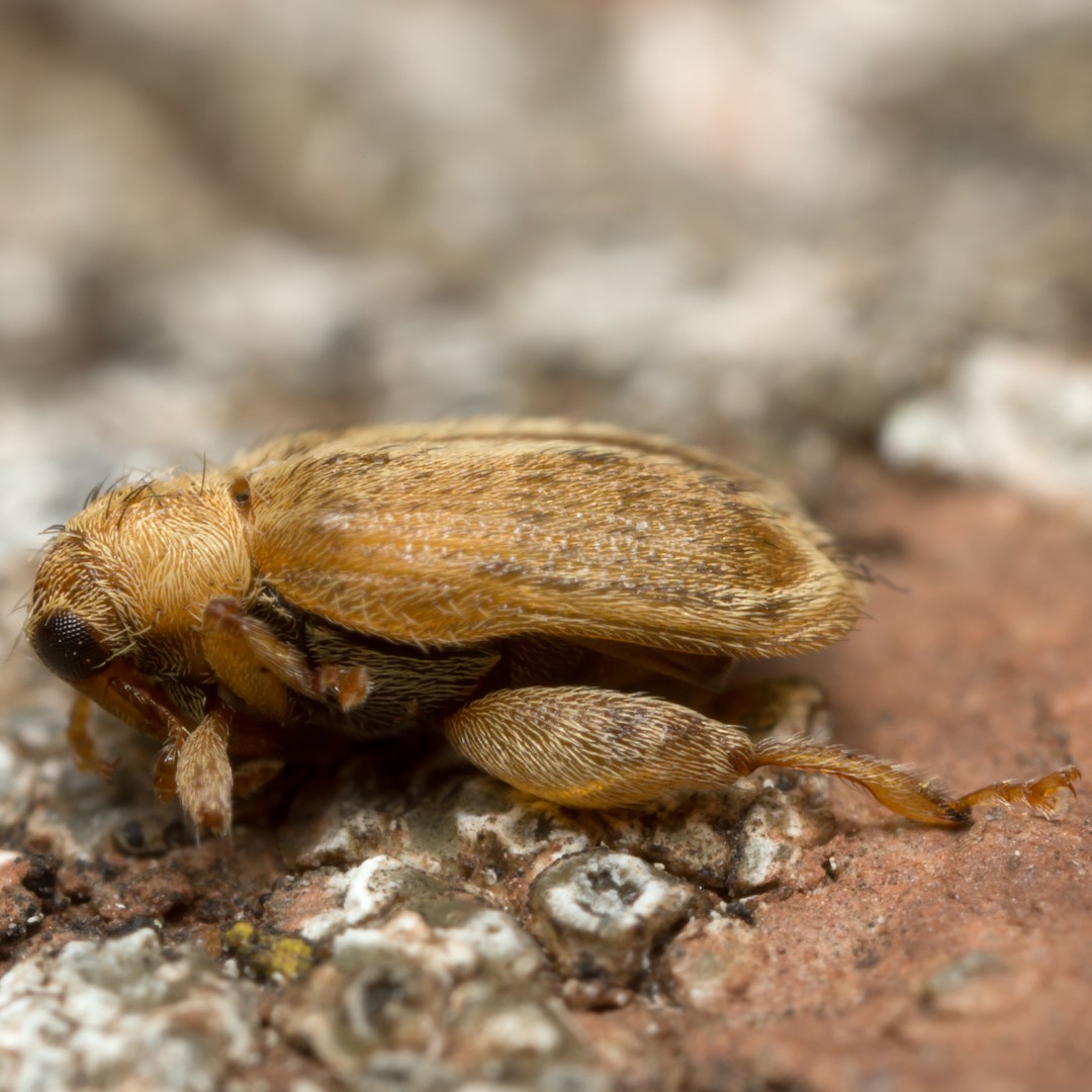 Orchestes (Orchestes)