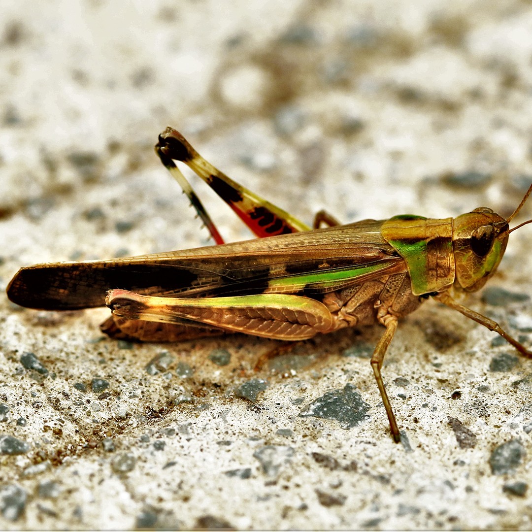 Long-winged grasshopper