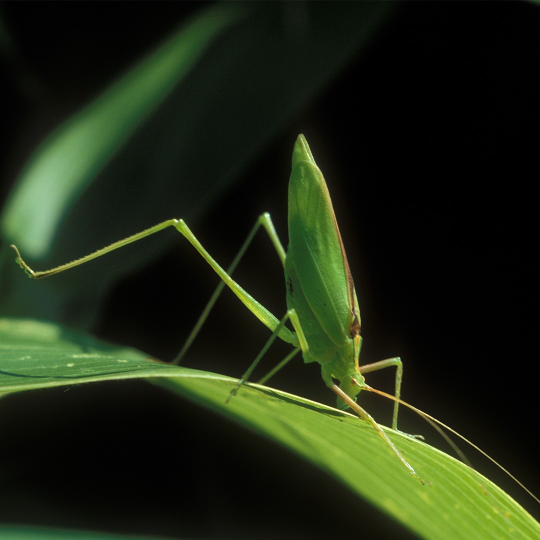 Kuwayamaea (Kuwayamaea)