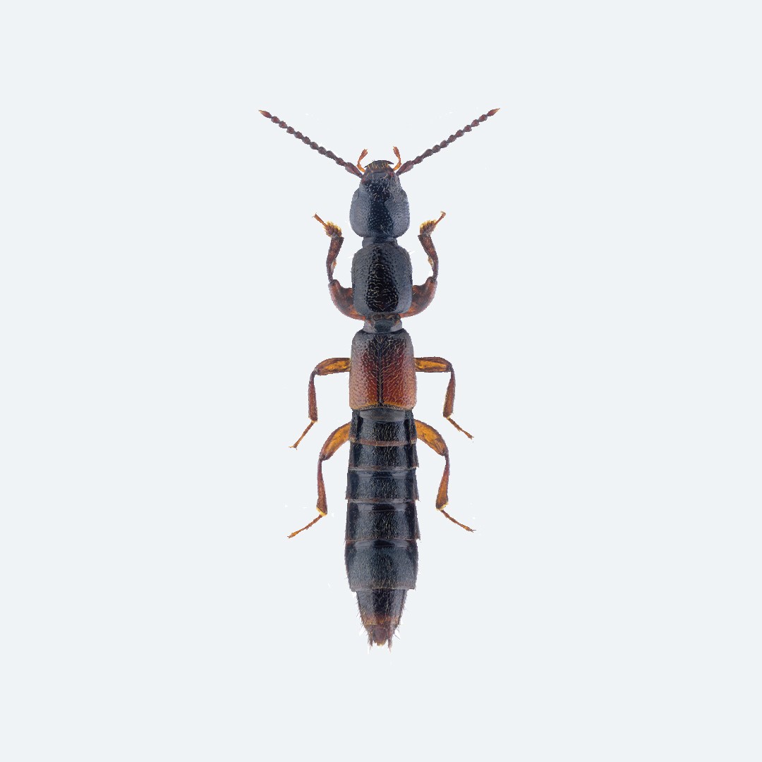 Lathrobium (Lathrobium)