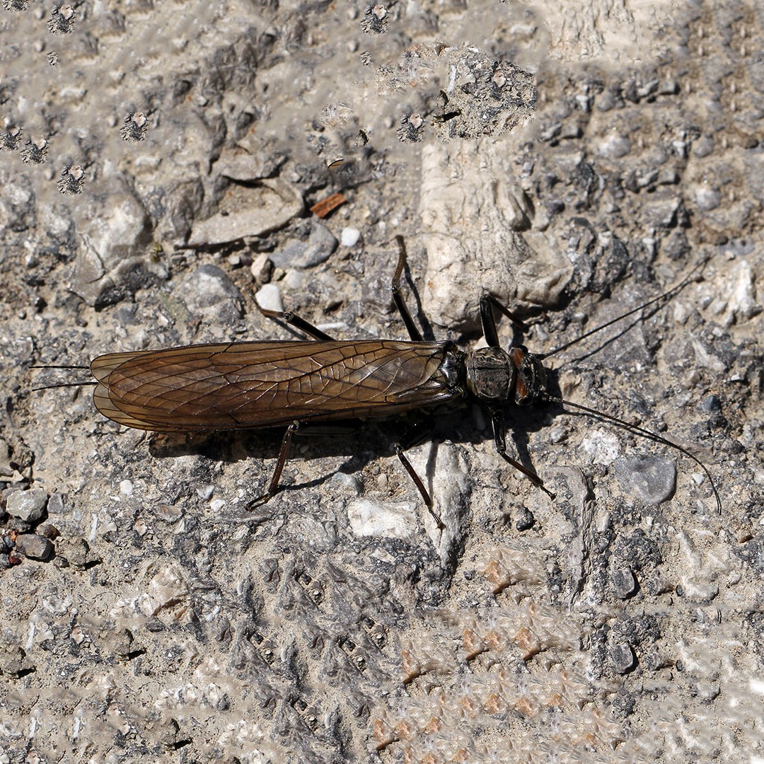 Brachyptera (Brachyptera)