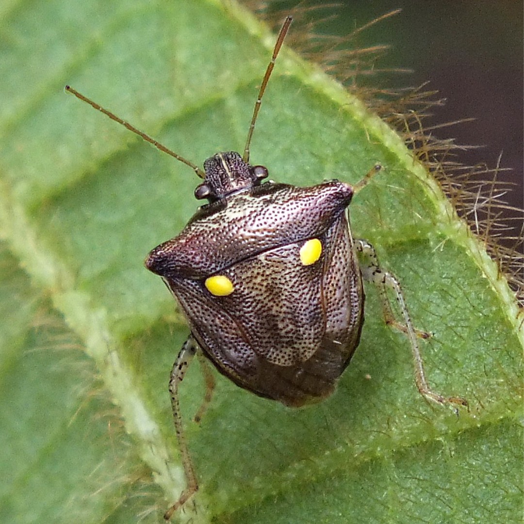 Eysarcoris guttigerus (Eysarcoris guttigerus) Picture Insect