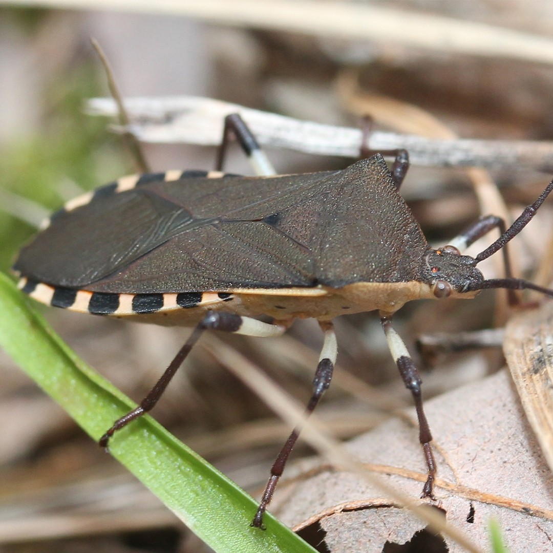 Plinachtus (Plinachtus)