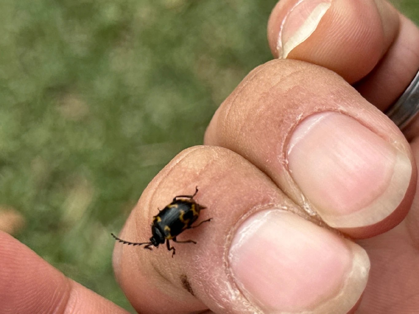 Japanese knotweed leaf beetle