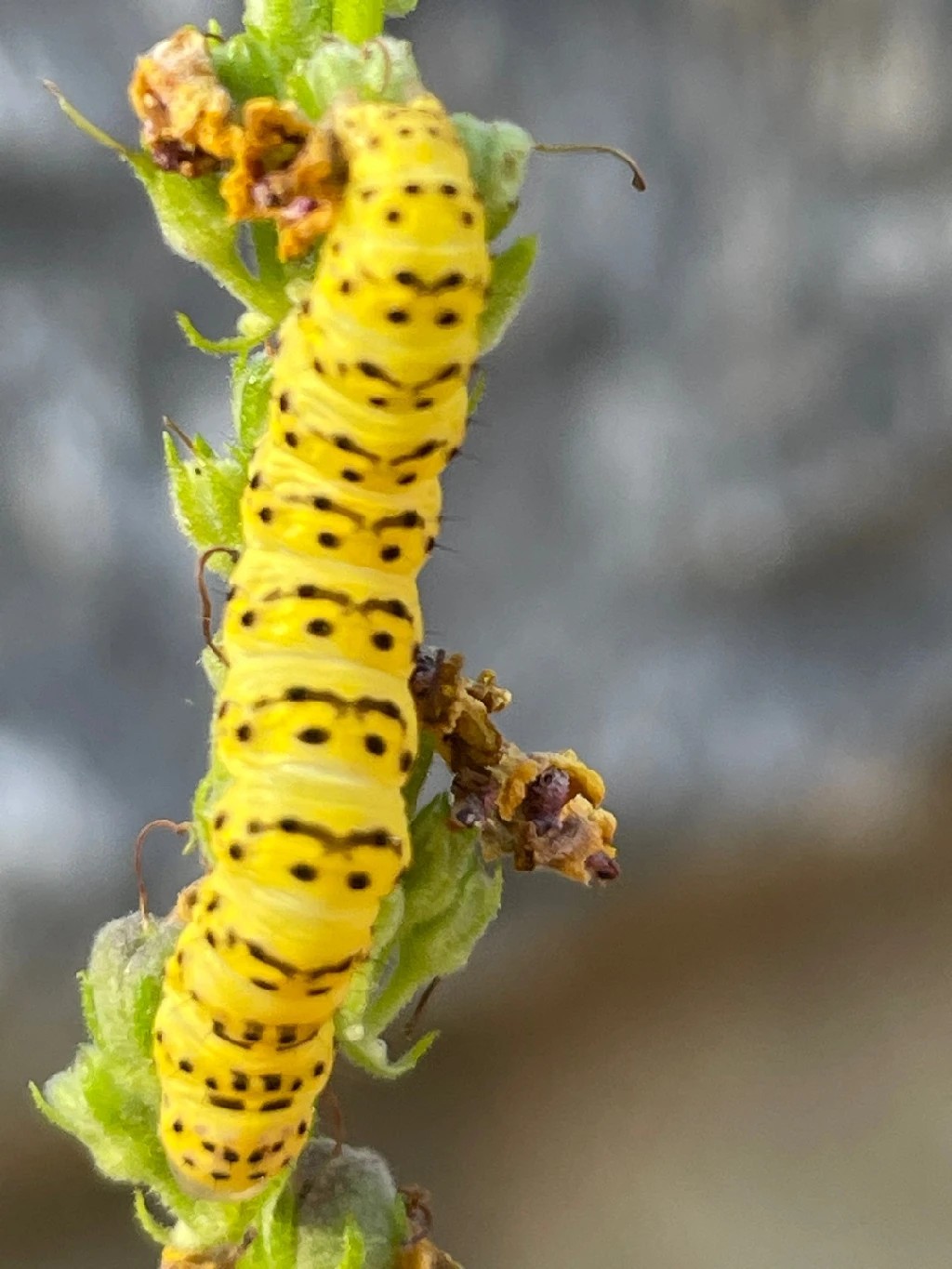 Cucullia lychnitis (Cucullia lychnitis) - Picture Insect