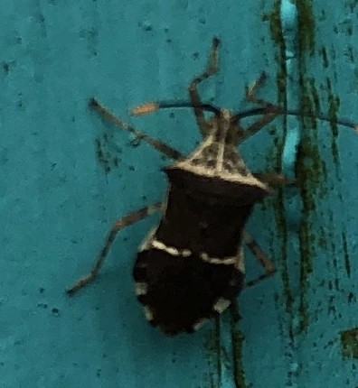 Cletomorpha (Cletomorpha)