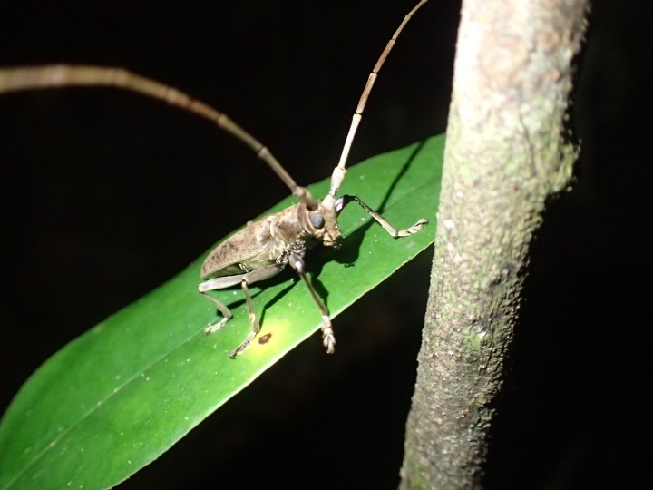 Acalolepta rusticatrix
