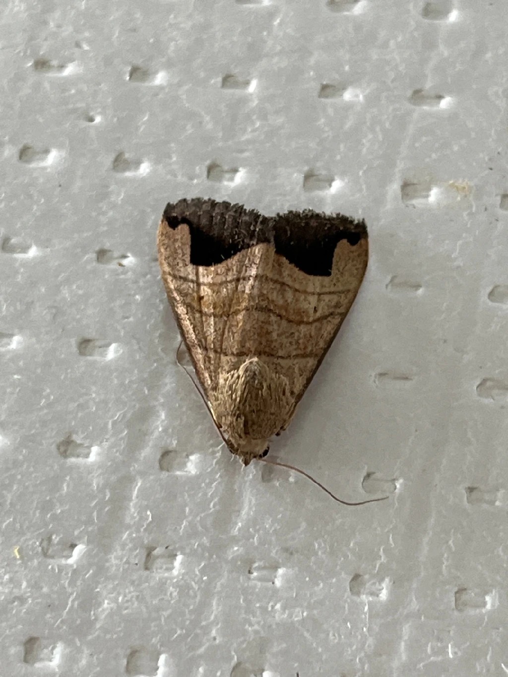 Bocula (Bocula)