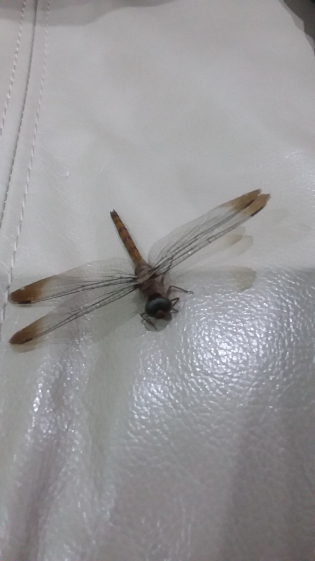 White duskdarter