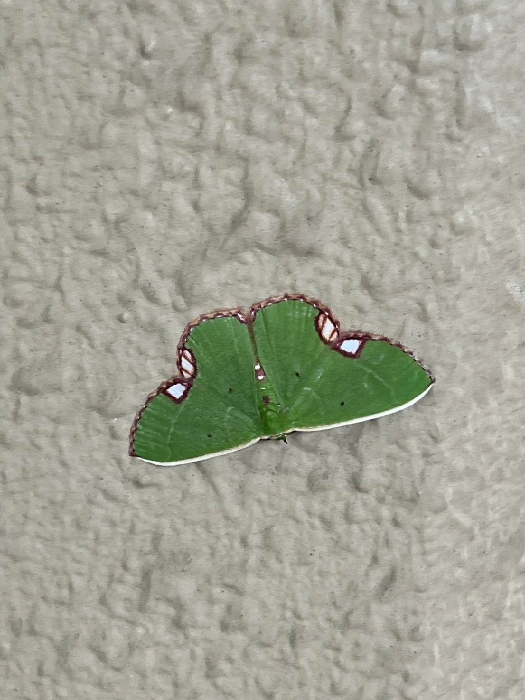 Chlorochaeta (Chlorochaeta)