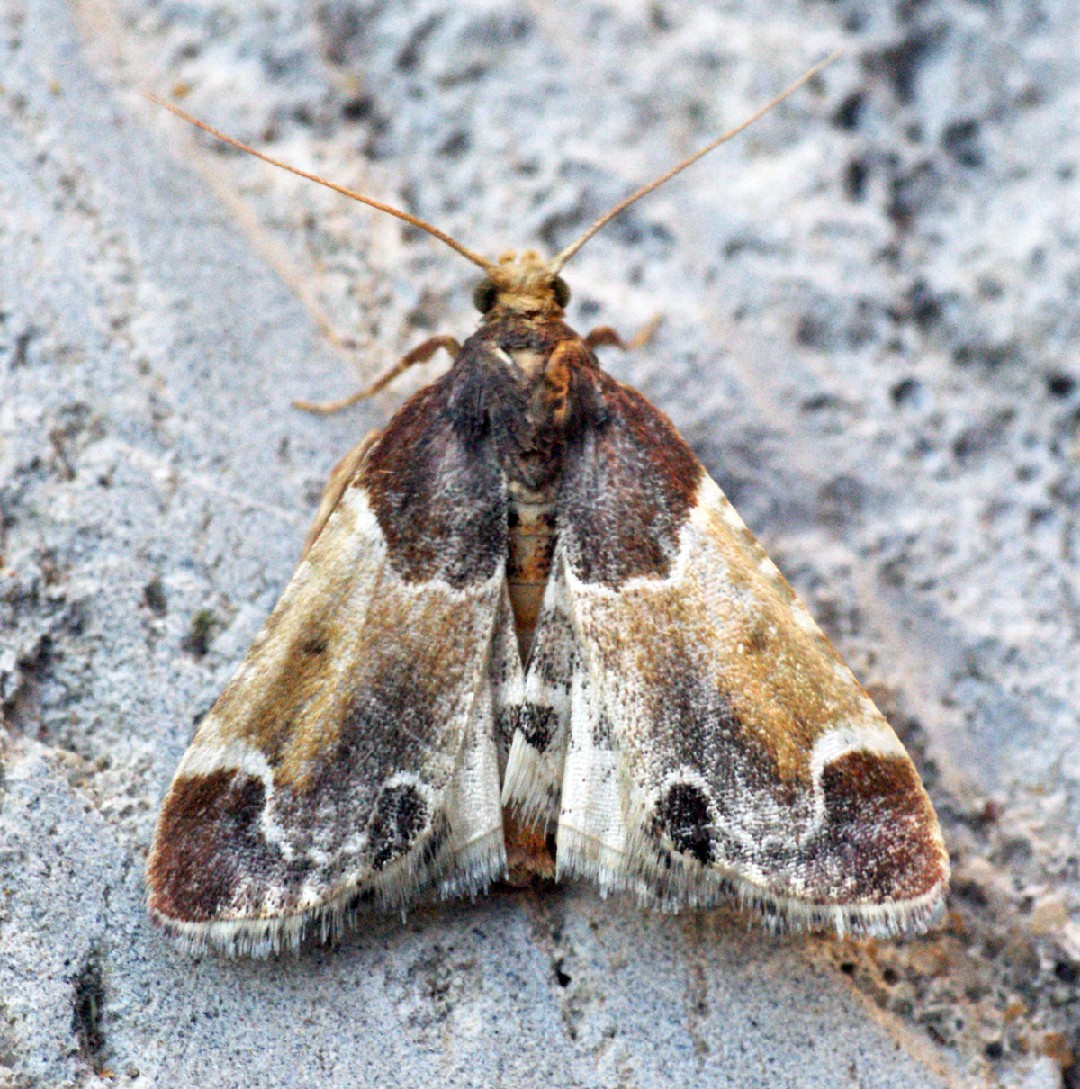 Pyralis (Pyralis) Picture Insect