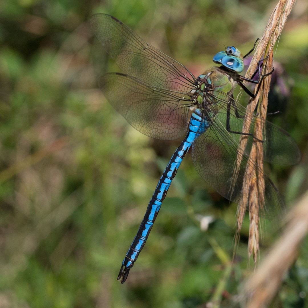 Emperor dragonfly