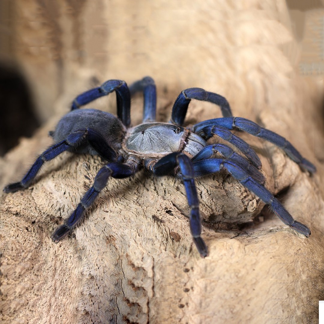 Cobalt blue tarantula (Cyriopagopus lividus) - Picture Insect