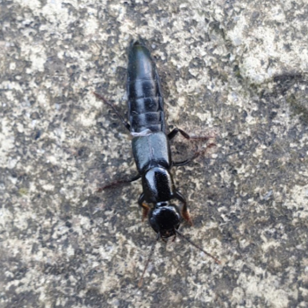 Large rove beetle