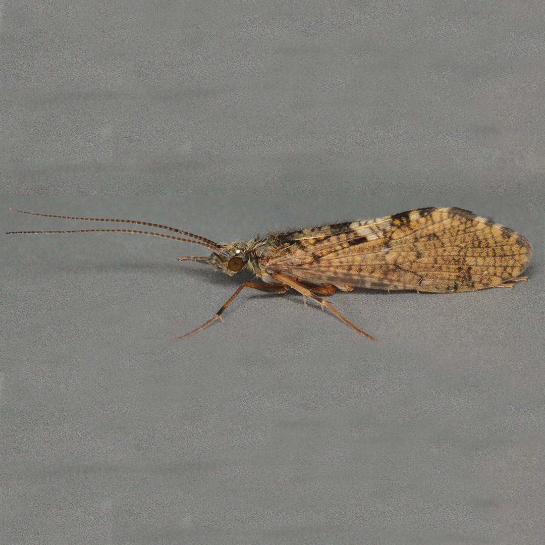 Rhyacophila (Rhyacophila)