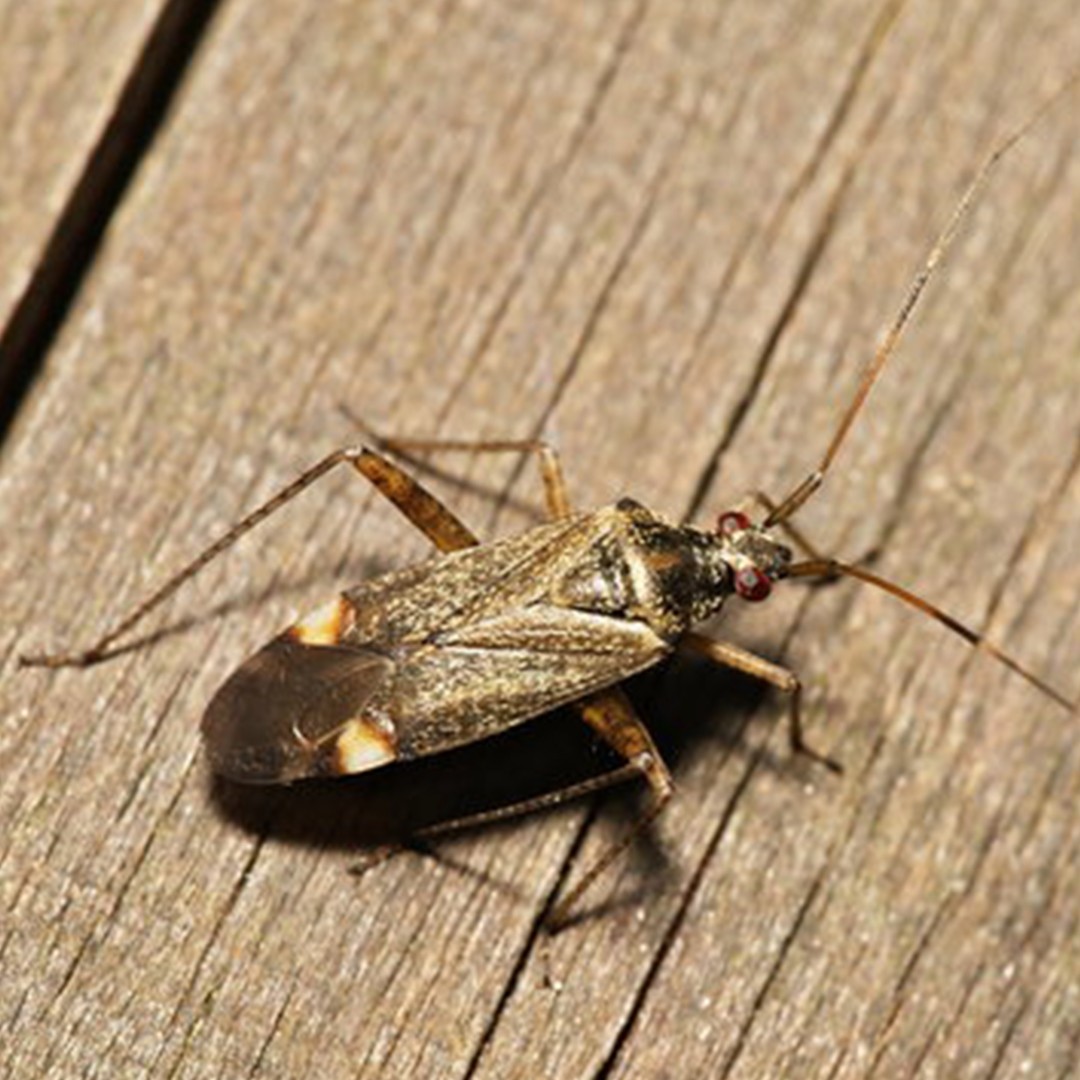 Closterotomus (Closterotomus)