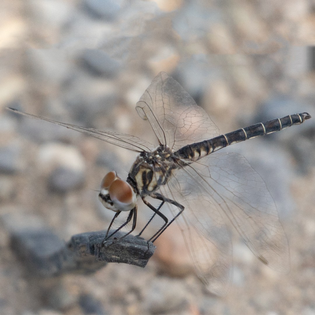 Selysiothemis (Selysiothemis)