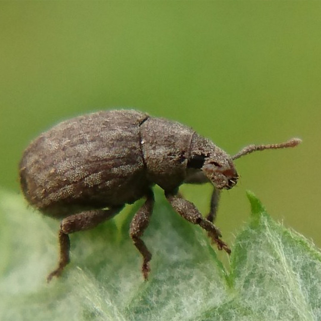 Strophosoma (Strophosoma)