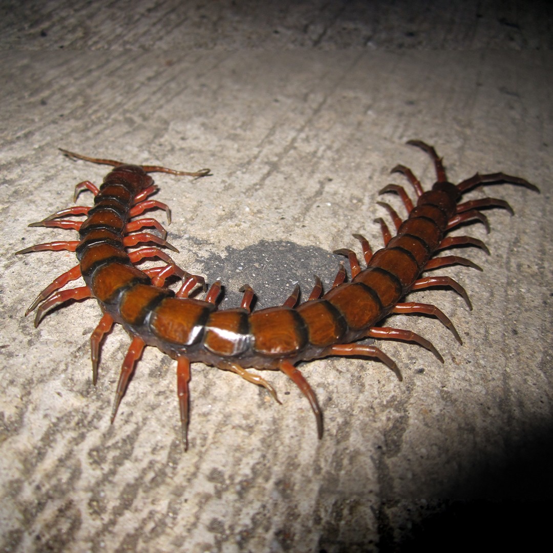 Centipede (Scolopendra)
