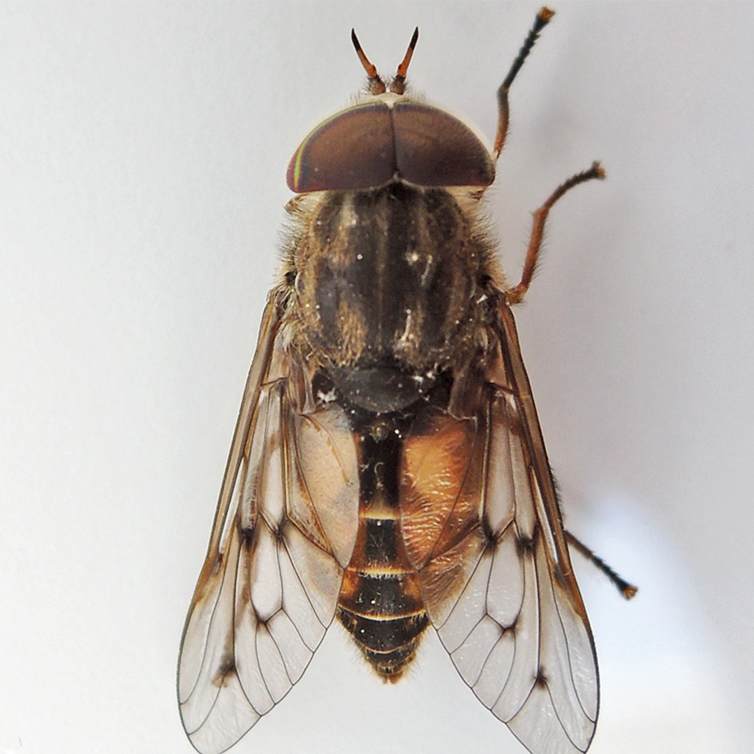 Hybomitra (Hybomitra)