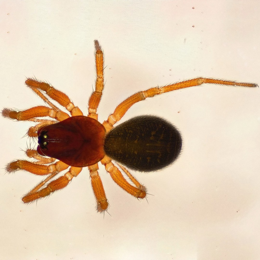 Gnathonarium (Gnathonarium)