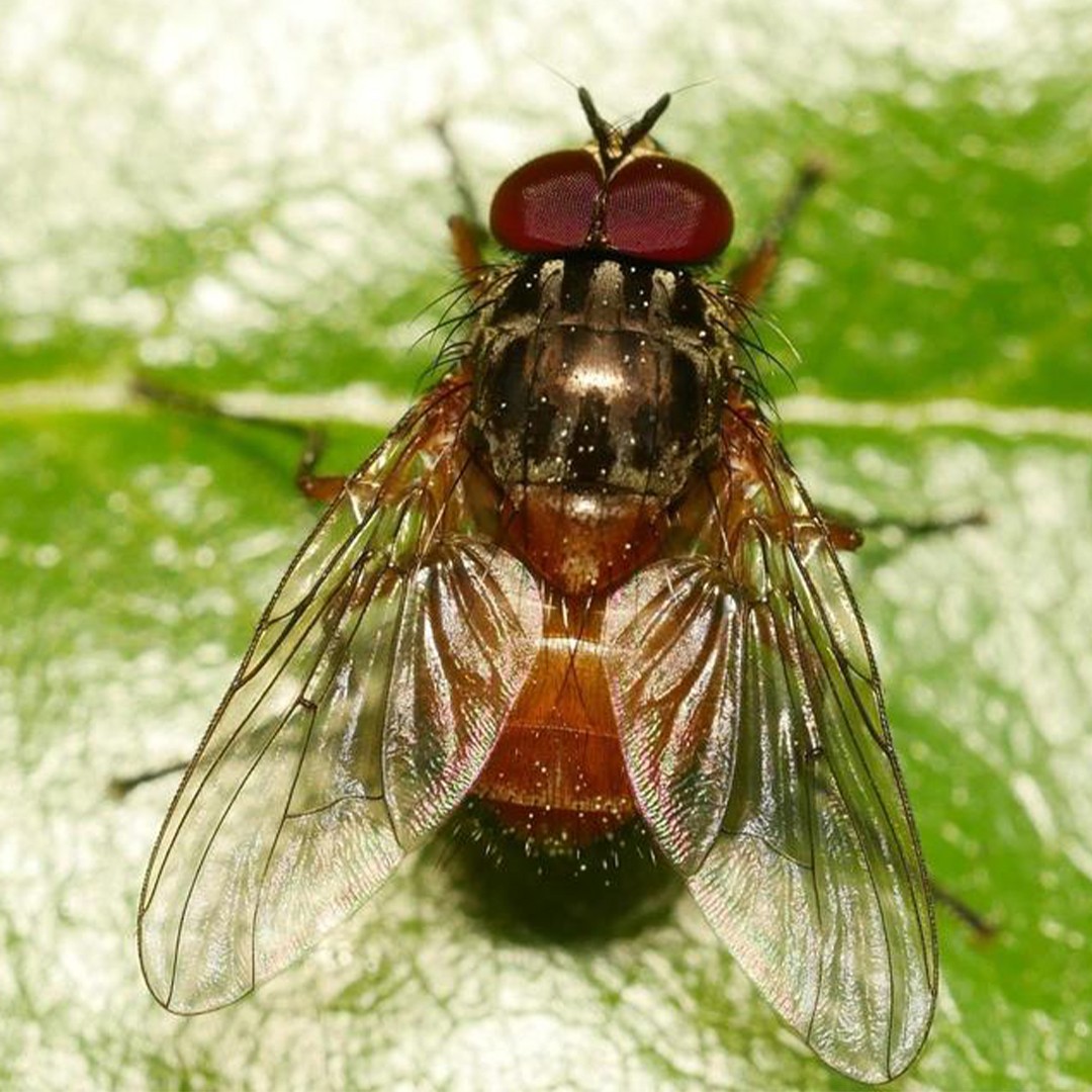 Комнатная муха (Musca domestica) - Picture Insect